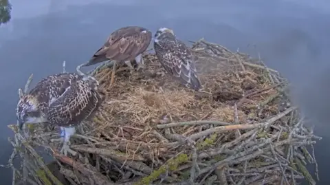 Three ospreys in a nest made of twigs which sits above a smooth water surface.