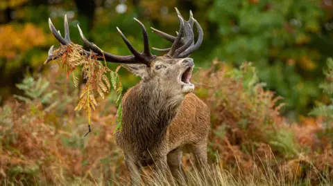 A stag stands in ferns in Richmond Park.