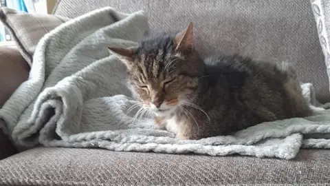 A tabby cat cuddles up on a blanket on a sofa.