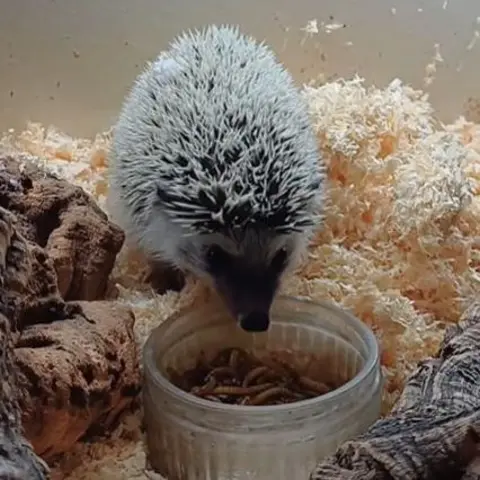 Exotic Pet Refuge An African pygmy hedgehog tucks into a bowl of mealworms. Behind it is bedding in the form of wood shavings.
