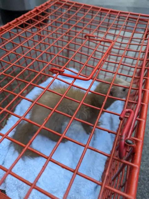 RSPCA sparkle in cage