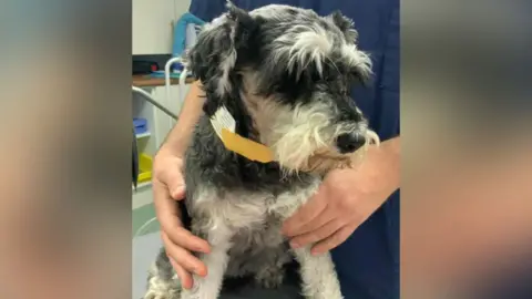 Eevee a miniature schnauzer sitting on a vets table, with the vets hands around her.