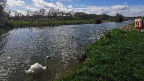 A swan swims in the River Stour. It is a sunny day and the river is banked by grass and trees on each side. 