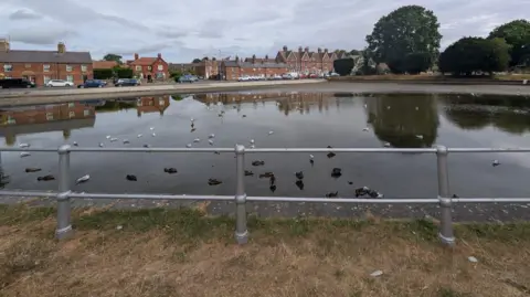 The partially dried-out crammer in Devizes with some ducks floating on it with a road, trees and houses in the background.
