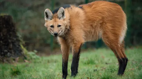 Longleat Side full body image of a maned wolf. The length of its legs is very apparent. They are orange at the top and transition to black halfway down. The animal appears almost as tall as it is long.