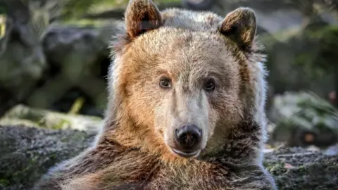 Dave Butcher/Wildwood Trust a close-up of a bear, looking at the camera