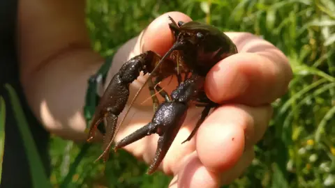 Bristol Zoological Society A close-up picture of a person's hand, holding a small, dark brown crayfish between their thumb and forefinger. 