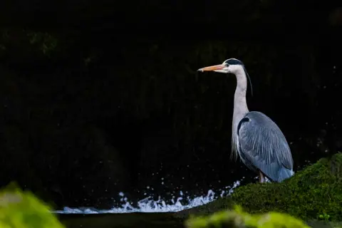 Jacki Gordon A grey heron stands behind a mossy rock on the edge of river. Splashes of water are crashing upwards. The river and backdrop are almost black. 
