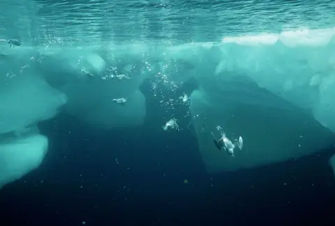 Getty Images - Doug Allan Penguins swimming underwater beneath large floating ice blocks, with sunlight filtering through clear blue polar ocean water.