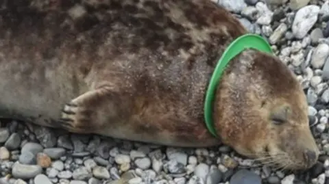  Clair Murgatroyd Seal with green plastic ring around its neck lying on a grey pebble beach.