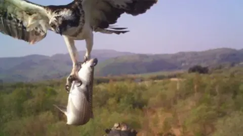 Montgomeryshire Wildlife Trust Self-isolating twitchers will soon be able to watch Monty the osprey through a live feed