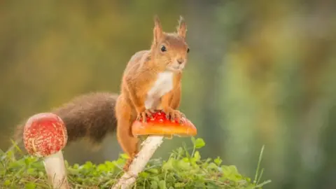 BBC Red squirrel