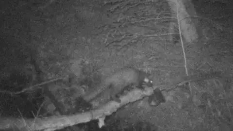 Forestry England A still of the pine marten