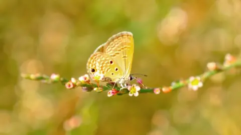 Getty Images nature