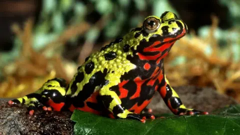 SCIENCE PHOTO LIBRARY Fire-bellied toad