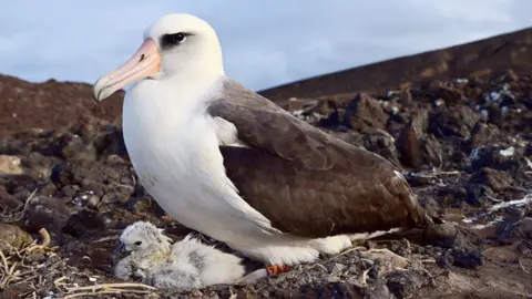 An albatross sitting over a chick