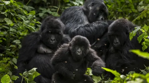 Brent Stirton/Getty The Bageni family in the gorilla sector of Virunga National Park, on August 6, 2013 in Bukima, DR Congo