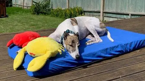 Battersea Dogs and Cats Home A sleeping greyhound on a blue bed in a sunny garden with two big crab toys