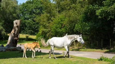 Getty Images Grey mare - ears forward and swishing tail - and foal New Forest ponies following one behind the other in the New Forest.