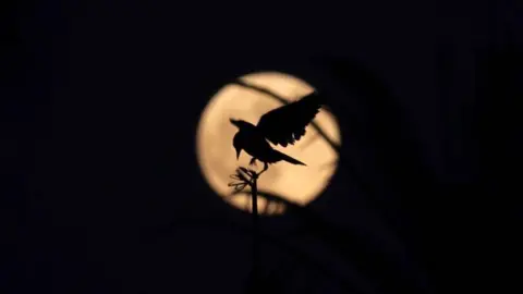 Emad Karim A picture taken in Cairo's Al-Azhar Park shows a bird silhouetted against a golden moon