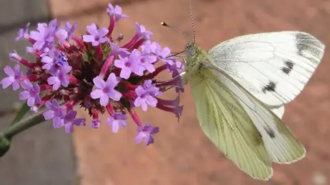 Sue Bargh A small white butterfly is perched on a vivid purple flower.