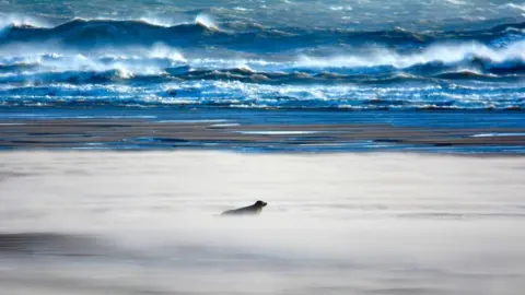 Ron Macdonald Seal at Newburgh