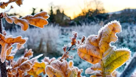 BBC Weather Watchers/Ann 97 frost on leaves in the foreground of a frosty field