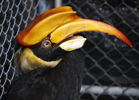 Rungroj Yongrit / EPA-EFE An injured female great hornbill
