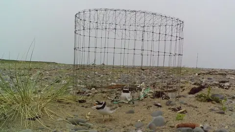 Cumbria Wildlife Trust Nest cage