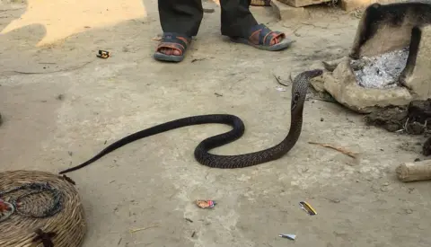 baby cobra