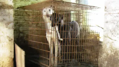 RSPCA Dogs in cage