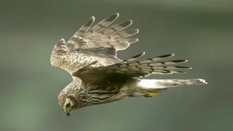 RSPB Hen harrier in flight