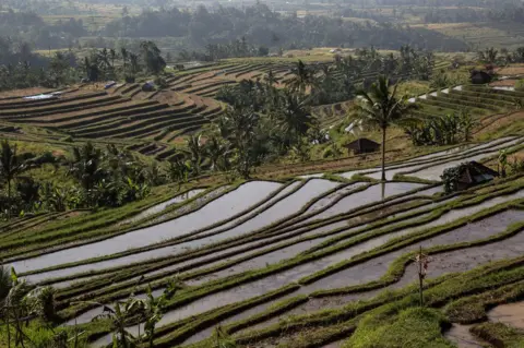 Getty Images Terraced rice fields with a traditional irrigation system in Jatiluwih, Bali