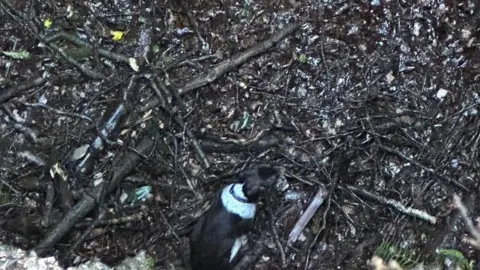 Callington Fire Station Daisy the dog at the bottom of the mineshaft