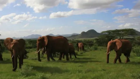 Jenna Parker African elephant herd