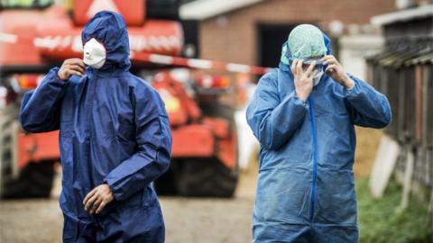 Birds In Wales To Be Kept Indoors Over Avian Flu Alert - BBC News