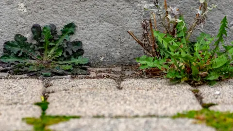 Reading Borough Council Weeds