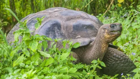 Giant Galapagos island tortoise in the wilderness of green shrubbery