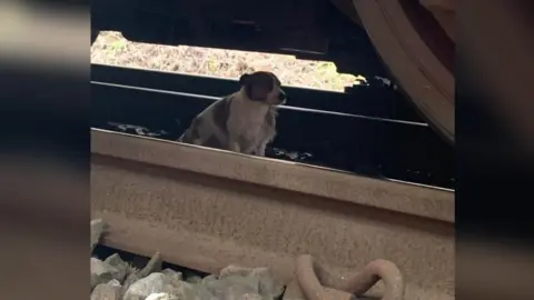 Southeastern Dog on track