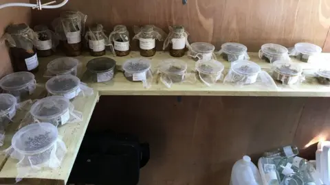 Helen Taylor/RZSS Hoverfly captive breeding project