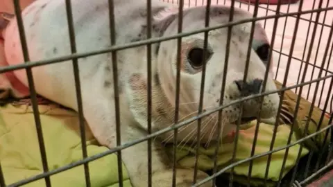 GSPCA Seal pup