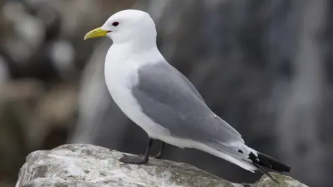 Getty Images kittiwake