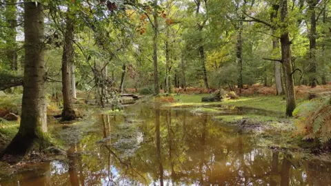 dieterswanderings TUESDAY - Brockenhurst