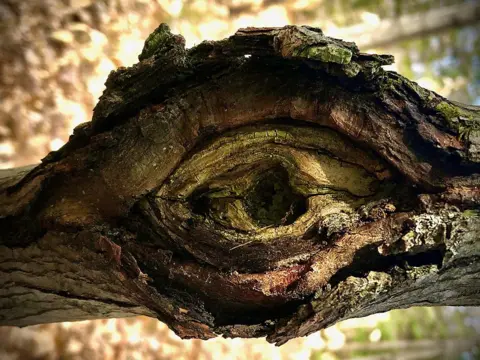 Tracy Currie Tree bark