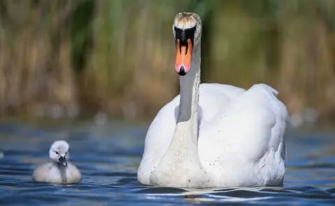 Getty Images Mute swan and cygnet