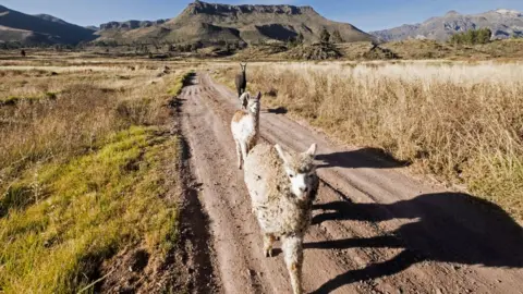 Getty Images Alpacas in Peru