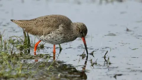 Getty Images Redshank