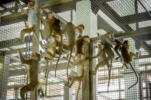 AFP File picture of cynomolgus macaques (long-tail macaques) at the National Primate Research Centre of Thailand