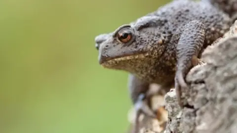 Tom Marshall Toad
