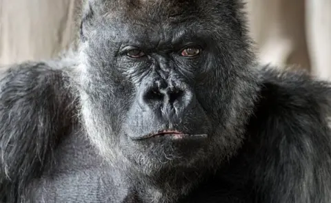Longleat Safari Park Nico